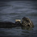 Sea Otter - George Peterson