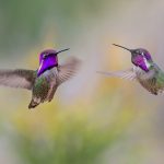 Hummingbird Battle - Howard Hunt