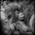 Gorilla Infant - Barbara Tricarico