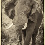 Bull Elephant - Barbara Tricarico