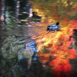 Duck Pond - Virgil Lipscomb