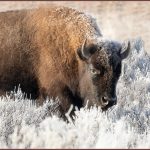 Yellowstone Cold Morning - Cynthia Briseno