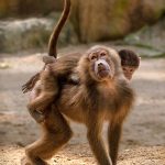 Monkey Dance - Howard Hunt