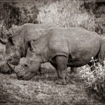 Rhino Siblings - Barbara Tricarico
