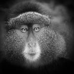 Golden Monkey Rwanda - Barbara Tricarico