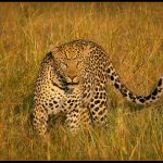 A Lepard Hunting - Gary Hill
