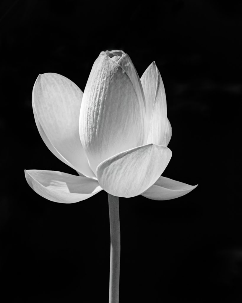 Lotus - Susan Quinn