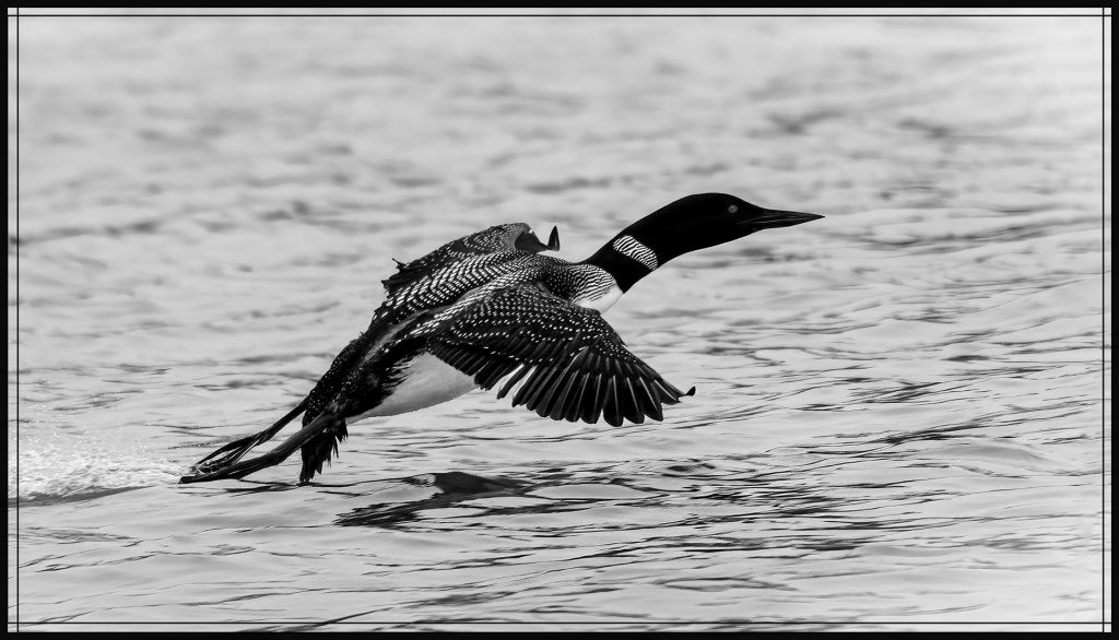 Common Loon - George Peterson