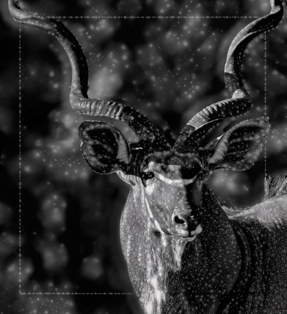 Kudu - Judy Lanier