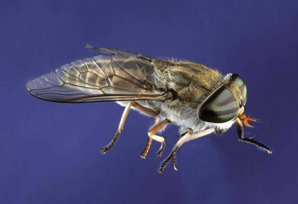 Fly - Neal Thompson