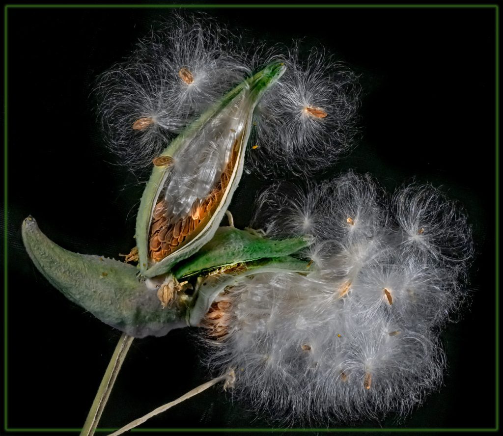 Milkweed And Seeds - Neal Thompson
