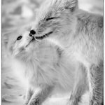 The Kiss - Barbara Tricarico