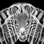 Stripes - Howard Hunt