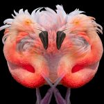 Flamingo - Howard Hunt