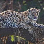 Jaguar - Howard Hunt