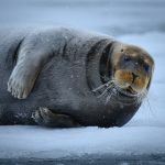 Bearded Seal - Barbara Tricarico