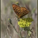 Fritllary - George Peterson
