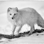 Arctic Fox - Barbara Tricarico