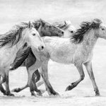 Running With The Wind - Fran Yates