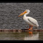 White Pelican In Season - John Petersen