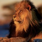 Kalahari Lion - Martin Livingstone