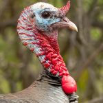 Thanksgiving Survivor - Martin Livingstone