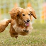 Dash Hound - Terry Tuttle