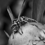 Wasp - Neal Thompson - 1st Prize