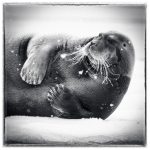 Bearded Seal Repose - Barbara Tricarico - 3rd Prize