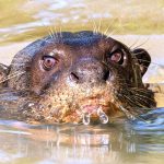 Giant River Otter - Howard Hunt - 1st Prize