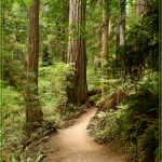 Redwood Path - Barbara Tricarico - 2nd Prize