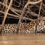 Jaguar - Howard Hunt - 3rd Prize