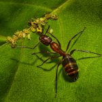 Ant Tending Food - Neal Thompson - 1st Prize