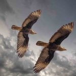 Caracara - Howard Hunt - 2nd Prize