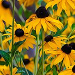 Black Eye Susan - Linda Willems - Mention