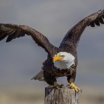 Attitude - Martin Livingstone - Mention