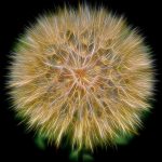 Wishing Weed - Judy Lanier - 2nd Prize - Altered Reality