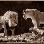 Whats For Dinner - Barbara Tricarico - 2nd Prize - B W Print Large