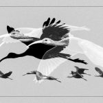 Ibis Flight - Howard Hunt - 2nd Prize - B W Print Small