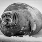 Roly Poly - Barbara Tricarico - 3rd Prize - B W Print Small