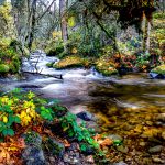 Lithia Creek - Neal Thompson - 1st Prize - Color Print Large