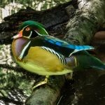 Wood Duck - Barbara Tricarico - Mention - Color Print Small