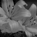 Lilies - Judy Lanier - 2nd Prize - Monochrome