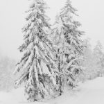 Two Pines - Susan Quinn - 3rd Prize - Monochrome