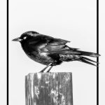 Black On White - Mark Huddleston - Mention - Monochrome