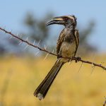 Grey Hornbill - Martin Livingstone - 1st Prize - Traditional