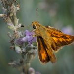 Just Resting - Neal Thompson - 1st Prize - Traditional