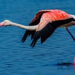 Flamingo - Martin Livingstone - 3rd Prize - Traditional