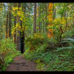 Morning Sun Stout Grove - John Petersen - Mention - Traditional