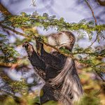 Snack For The Colobus - Judy Lanier - Mention - Traditional